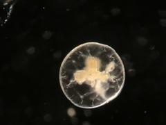 Noctiluca