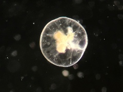Noctiluca