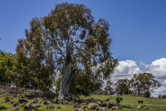 Eucalyptus pauciflora