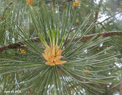Pinus koraiensis