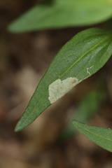 Liriomyza pistilla