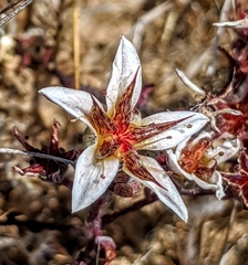 Dudleya blochmaniae blochmaniae