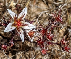 Dudleya blochmaniae blochmaniae