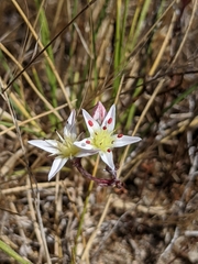 Dudleya blochmaniae blochmaniae