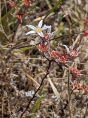 Dudleya blochmaniae blochmaniae