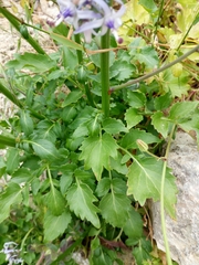 Petromarula pinnata