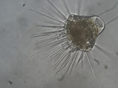 Ephelota