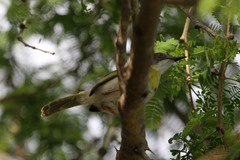 Apalis flavida