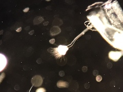 Ephelota