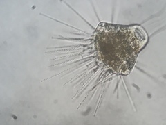 Ephelota
