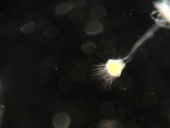Ephelota
