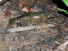 Procambarus acutus