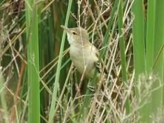 Australian Reed Warbler photo 5