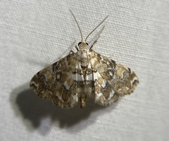 Elophila icciusalis