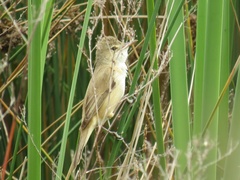 Australian Reed Warbler photo 6