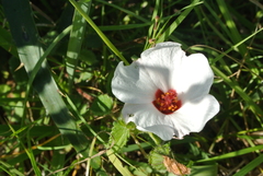 Pavonia glechomoides