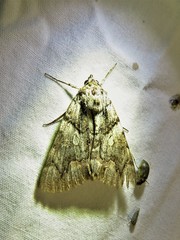 Catocala verrilliana