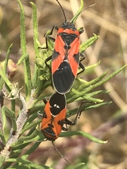 Lygaeus reclivatus