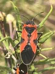 Lygaeus reclivatus