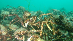 Leptomithrax gaimardii