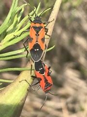 Lygaeus reclivatus