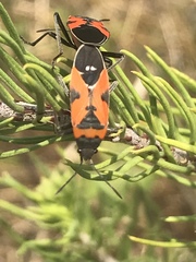 Lygaeus reclivatus