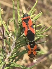 Lygaeus reclivatus