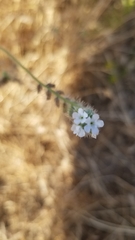 Cryptantha muricata