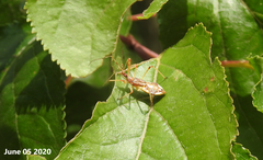 Epidaus tuberosus