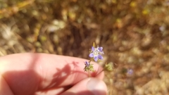 Eriastrum sapphirinum