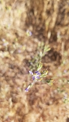 Eriastrum sapphirinum