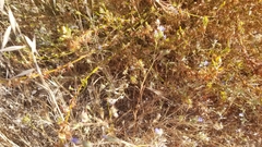 Eriastrum sapphirinum