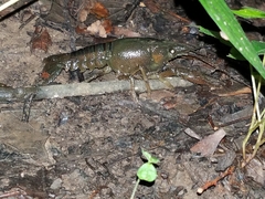 Procambarus acutus