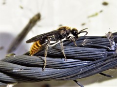 Sphaeropthalma marpesia