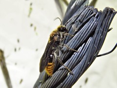 Sphaeropthalma marpesia
