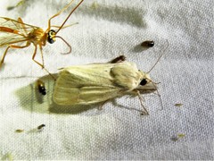 Heliocheilus paradoxus