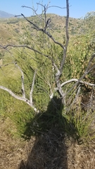 Adenostoma fasciculatum