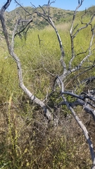 Adenostoma fasciculatum