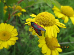 Zygaena minos