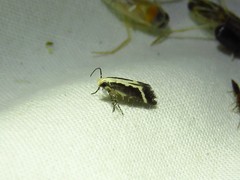 Aroga camptogramma