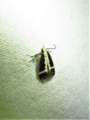 Aroga camptogramma