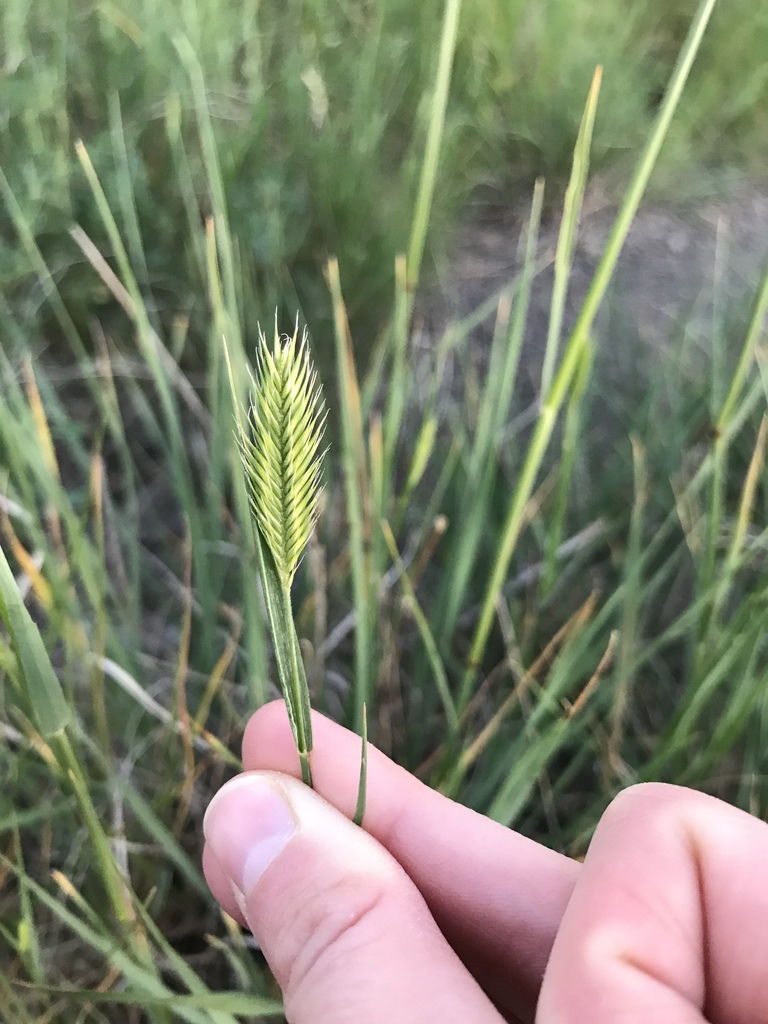 Agropyron