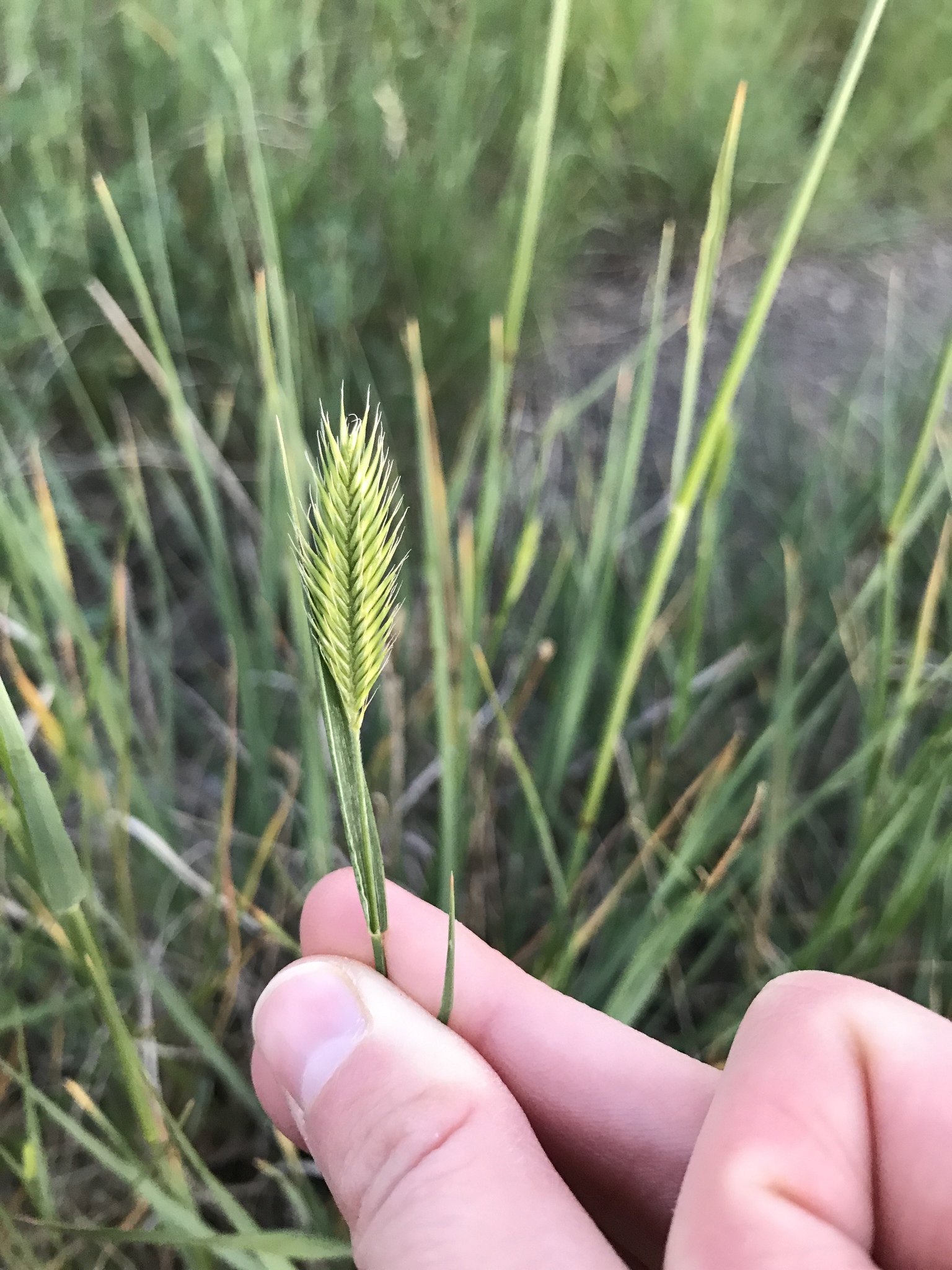 Agropyron
