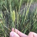 Agropyron - Photo (c) Tori Miller, some rights reserved (CC BY-NC), uploaded by Tori Miller