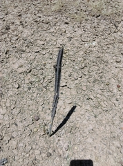 Peniocereus greggii greggii