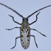 Batocera maculata - Photo (c) Drriss, some rights reserved (CC BY-NC-SA)