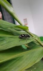 Hoplomutilla