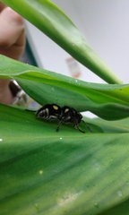 Hoplomutilla