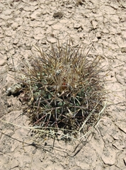 Coryphantha poselgeriana