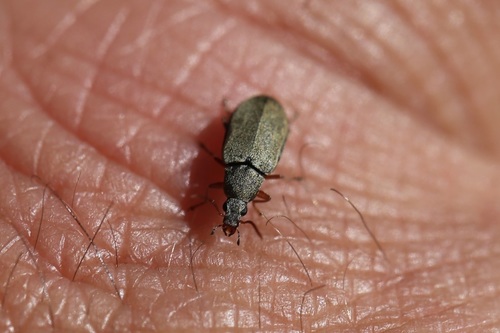 Mycterus